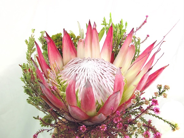 Bouquet Protea King - Bouquets - Flowers by category | Sierra 